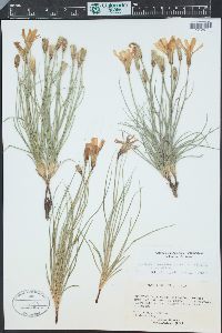 Lygodesmia grandiflora image