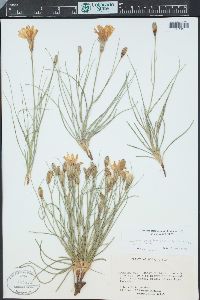 Lygodesmia grandiflora image