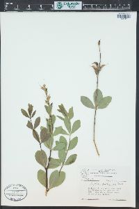 Baptisia nuttalliana image