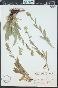 Solidago multiradiata image