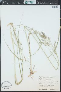 Panicum havardii image