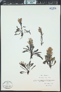 Pedicularis oederi image