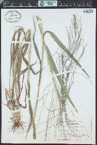 Leptochloa panicea image