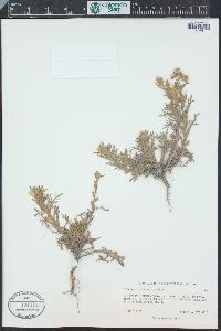 Conyza coronopifolia image