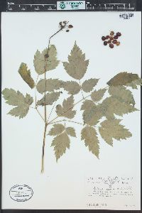 Actaea rubra image