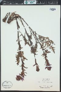 Pedicularis densiflora image