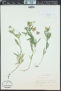 Lathyrus palustris image