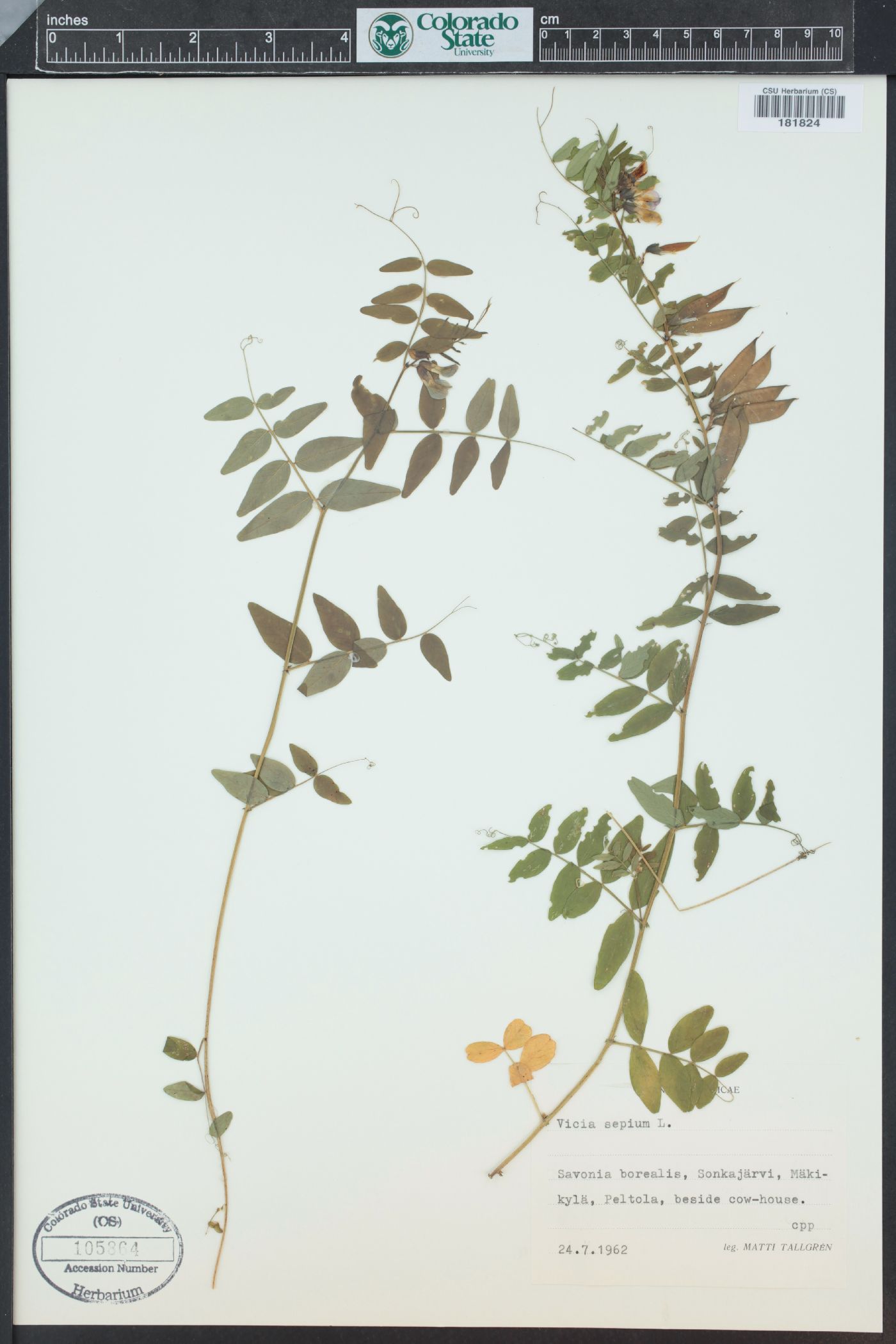 Vicia sepium image