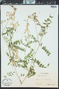 Image of Vicia silvatica