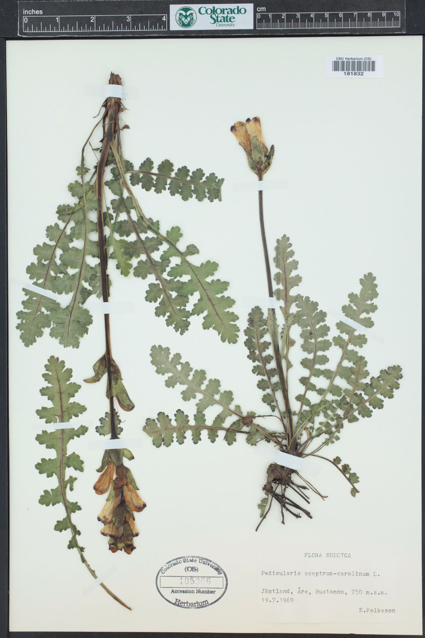 Pedicularis sceptrum-carolinum subsp. sceptrum-carolinum image