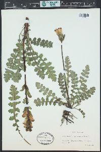 Pedicularis sceptrum-carolinum image