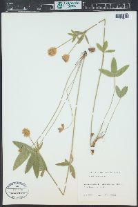 Trifolium monanthum image