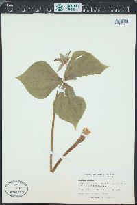 Trillium erectum image