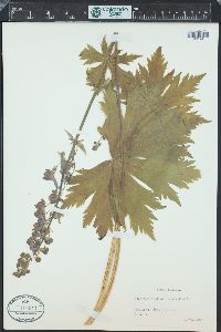 Aconitum lycoctonum image