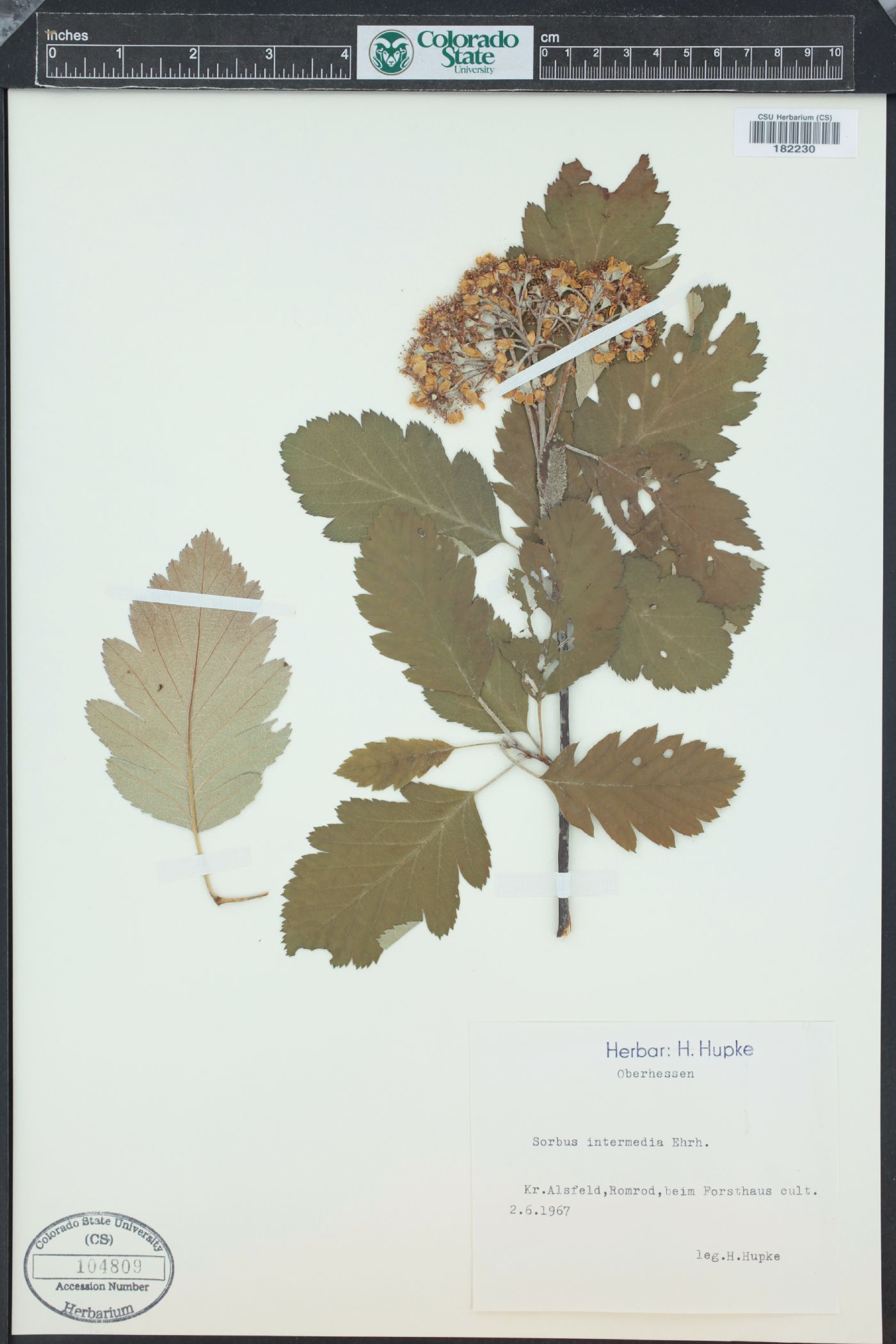 Sorbus intermedia image