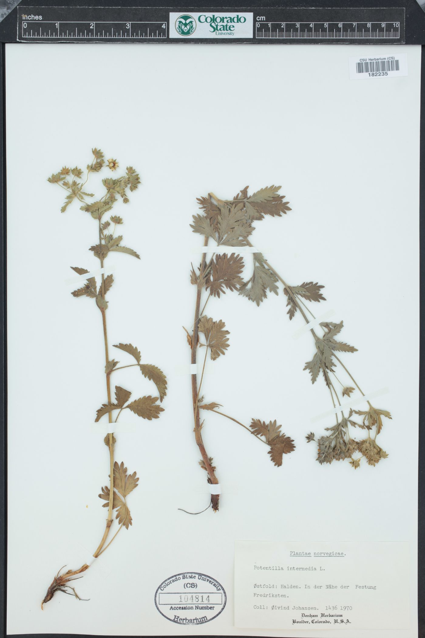 Potentilla intermedia image