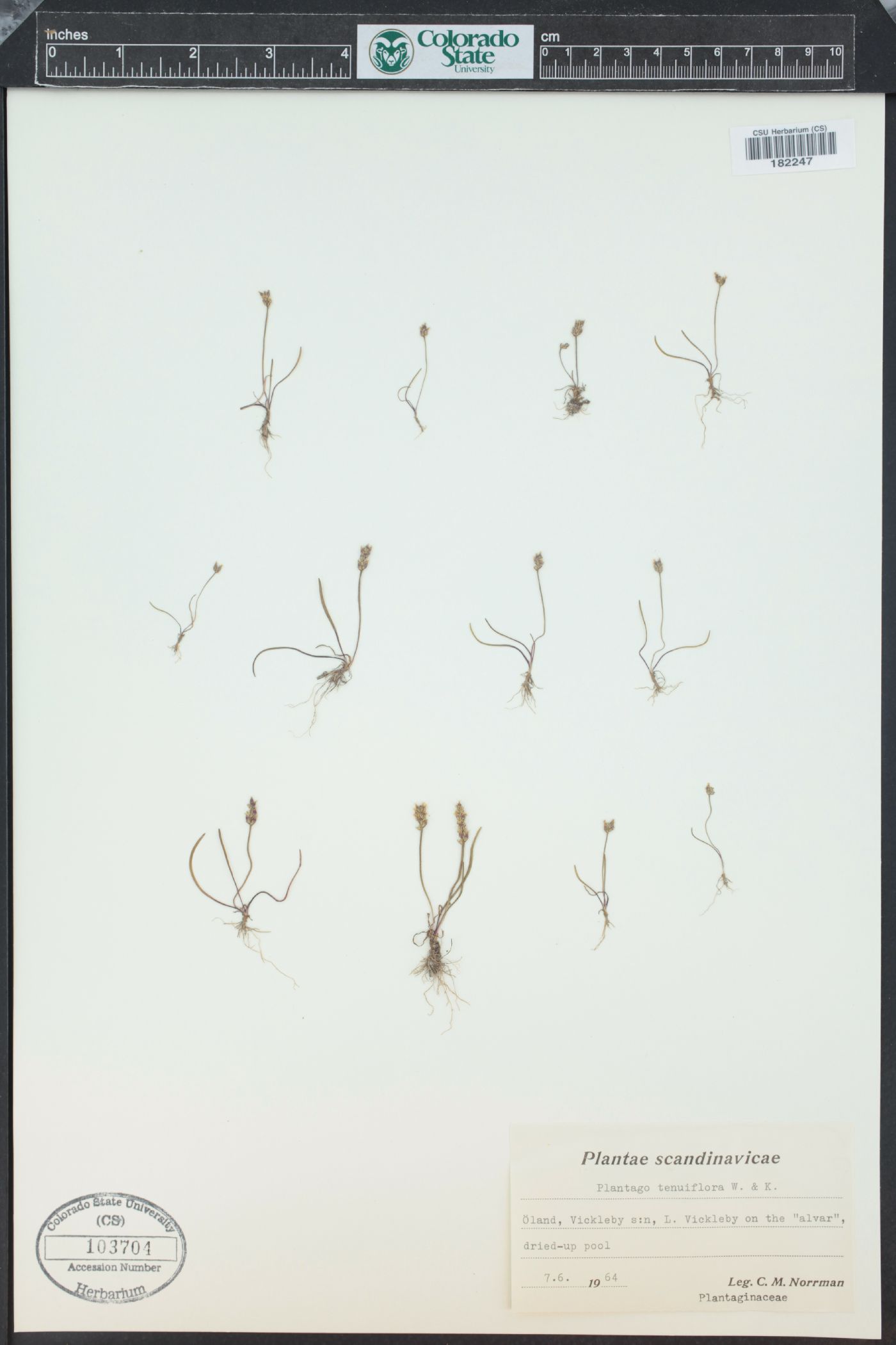 Plantago tenuiflora image