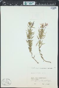 Epilobium fleischeri image