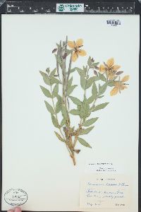 Chamerion latifolium image