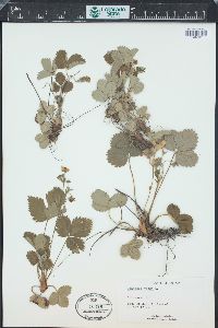Fragaria vesca image