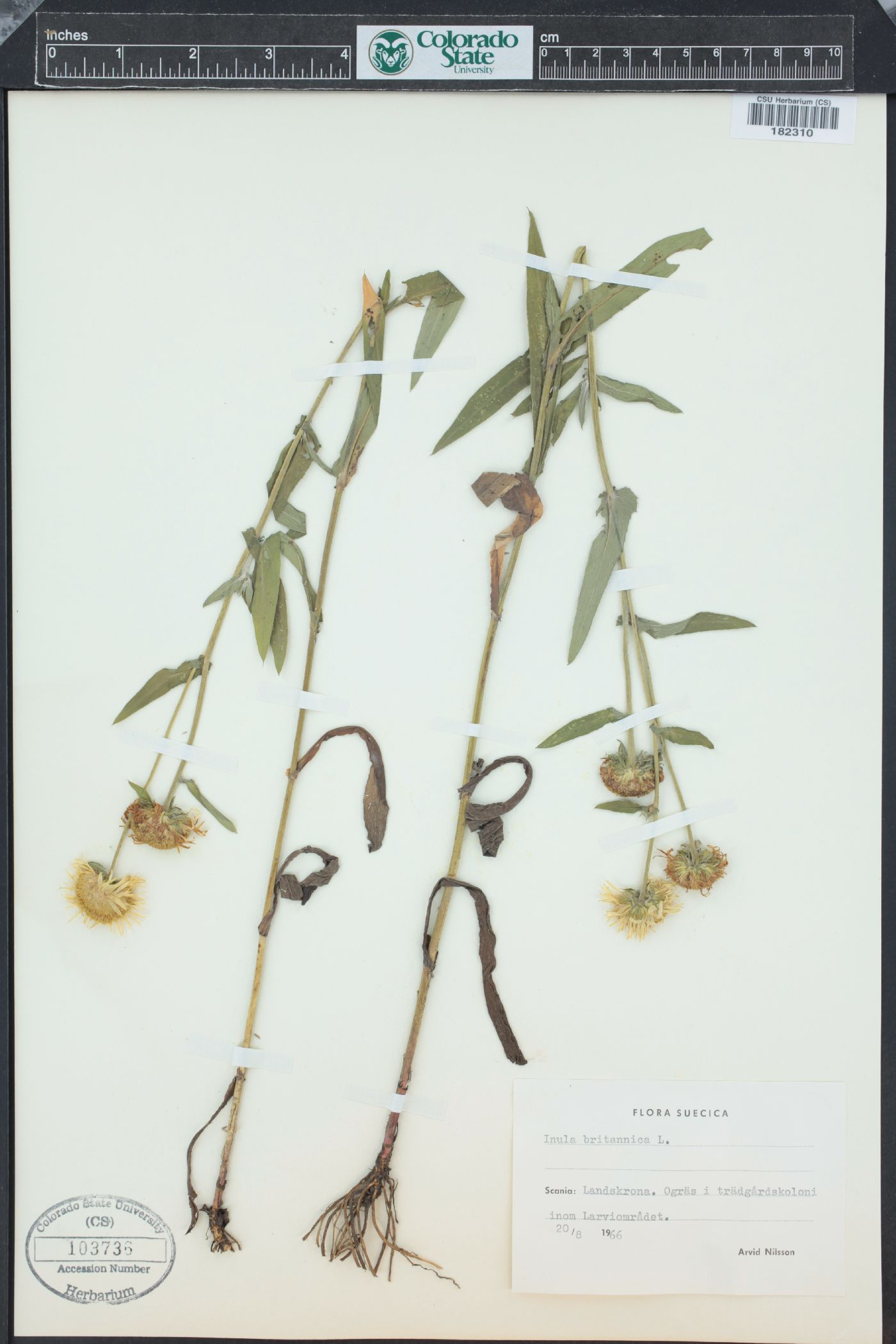 Inula brittanica image