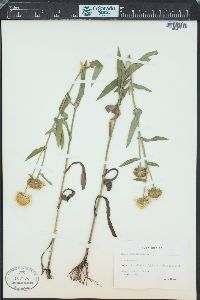 Image of Inula brittanica