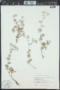 Potentilla argentea image