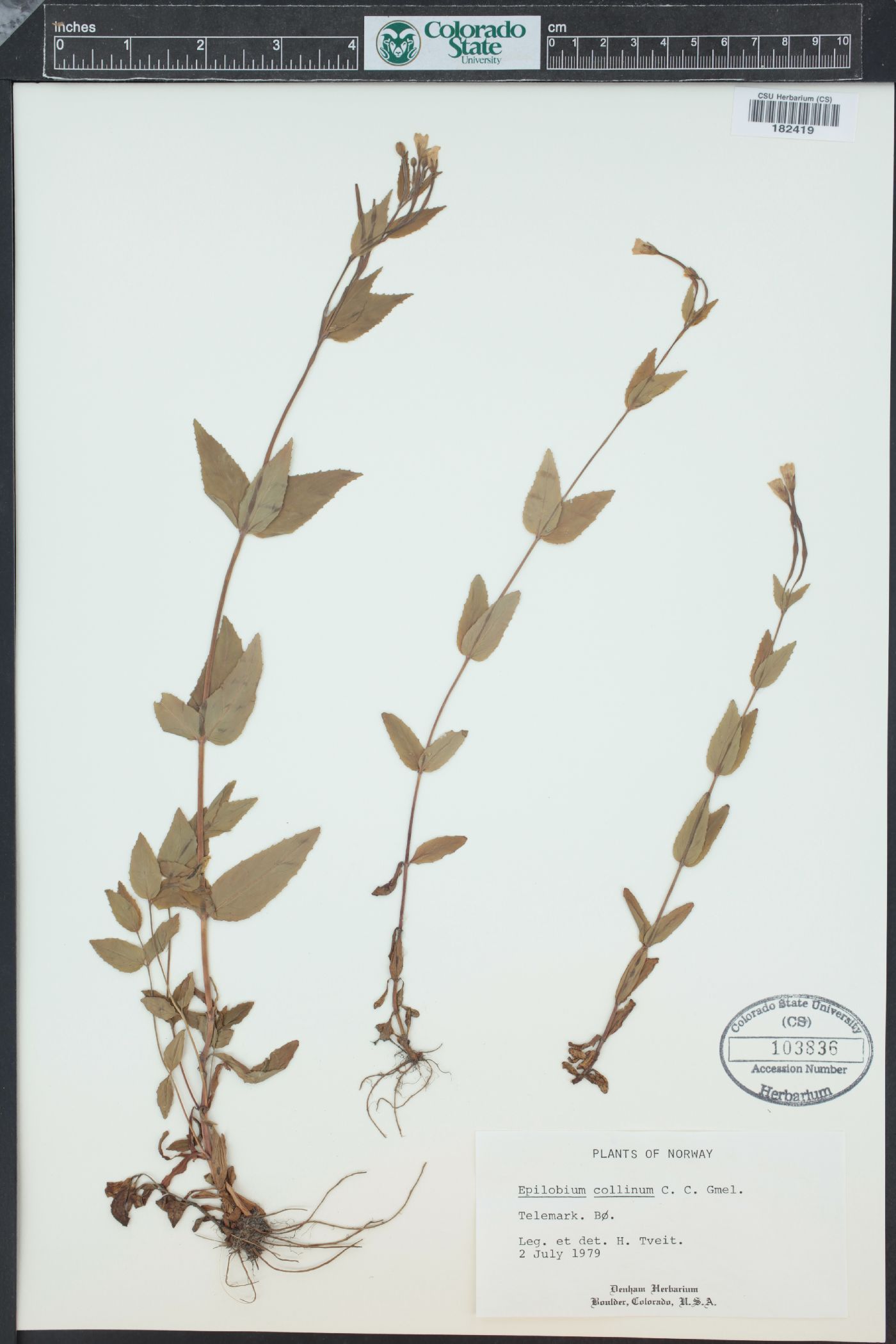 Epilobium collinum image