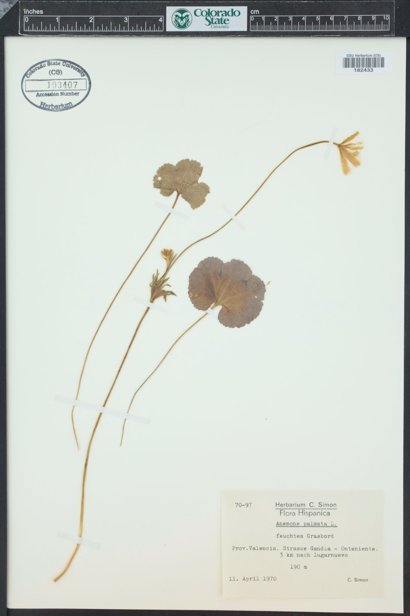 Anemone palmata image