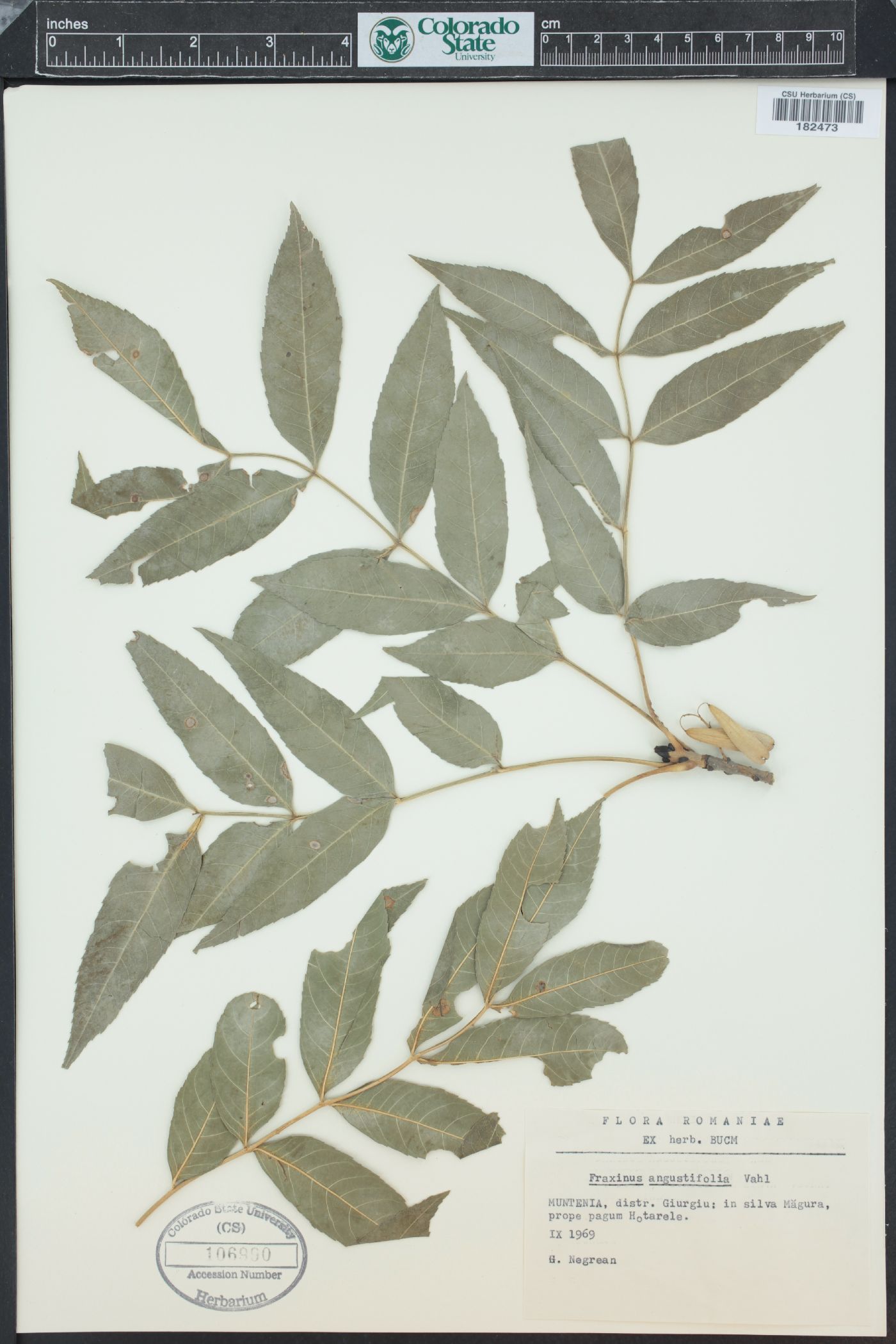 Fraxinus angustifolia image