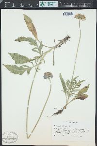 Scabiosa lucida image