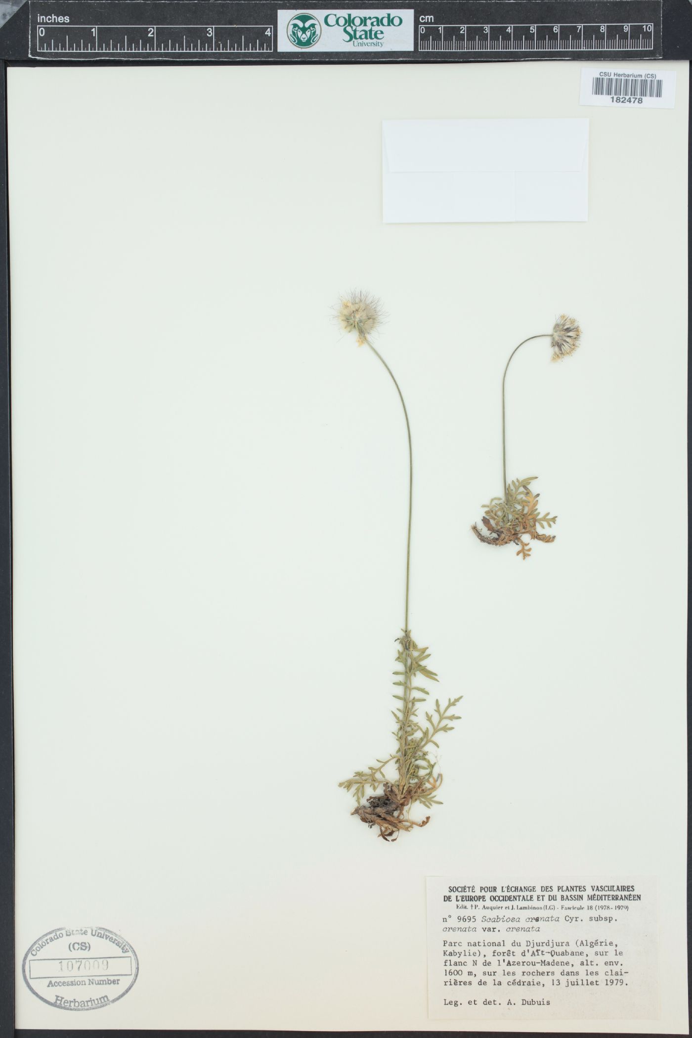 Lomelosia crenata image