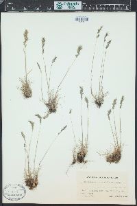 Poa bulbosa image