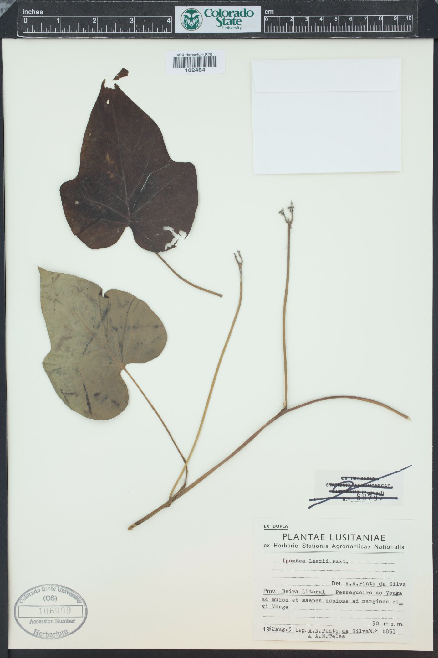 Ipomoea indica image