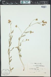 Convolvulus cantabrica image