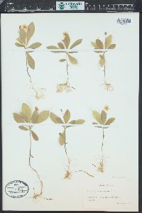 Trientalis europaea image