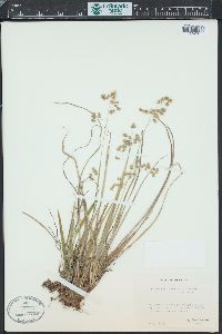 Hierochloe australis image