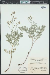 Thalictrum foetidum image