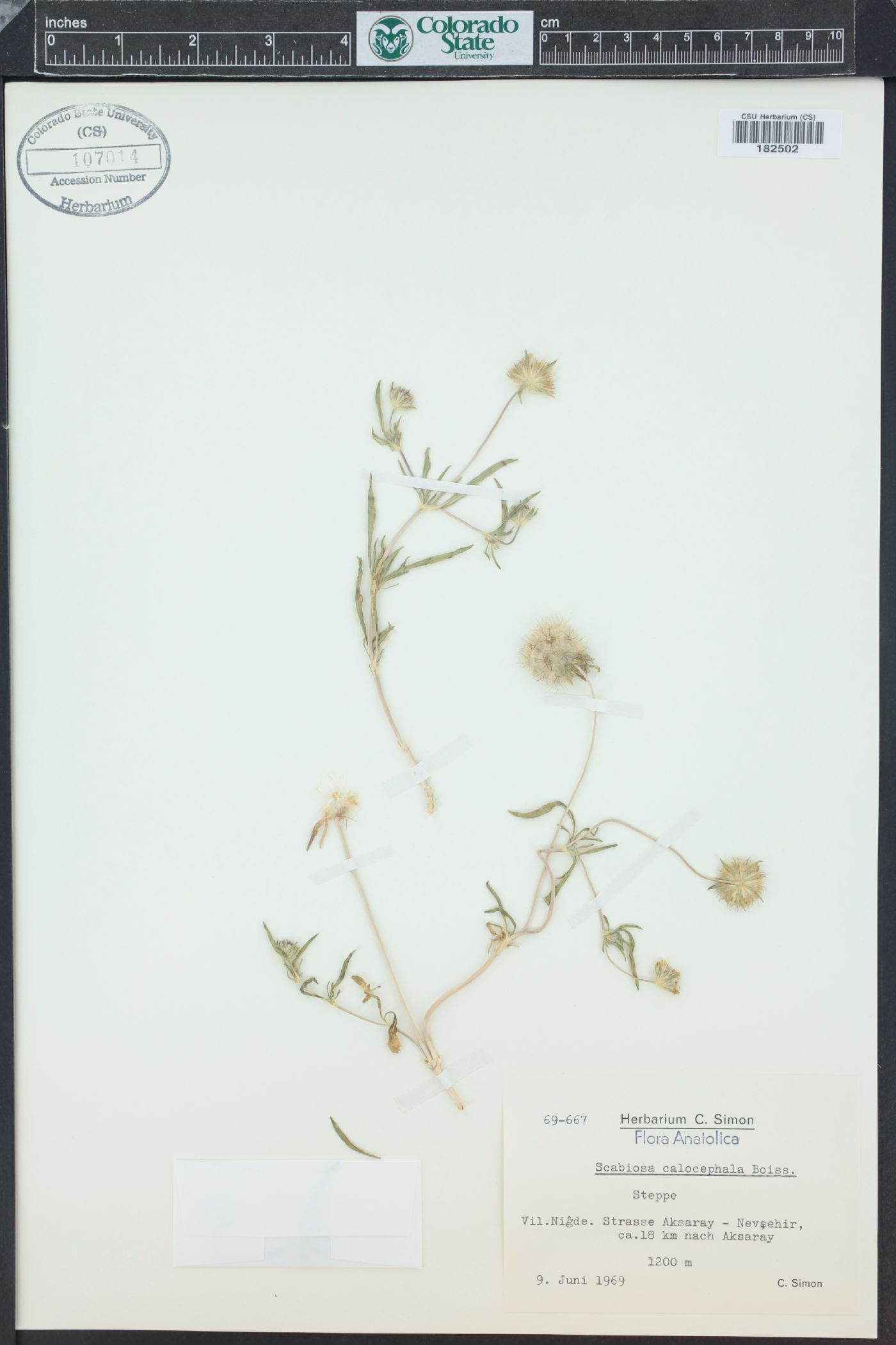 Lomelosia calocephala image