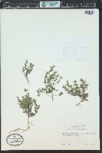 Scutellaria racemosa image