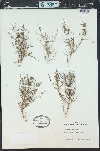 Stachys glutinosa image