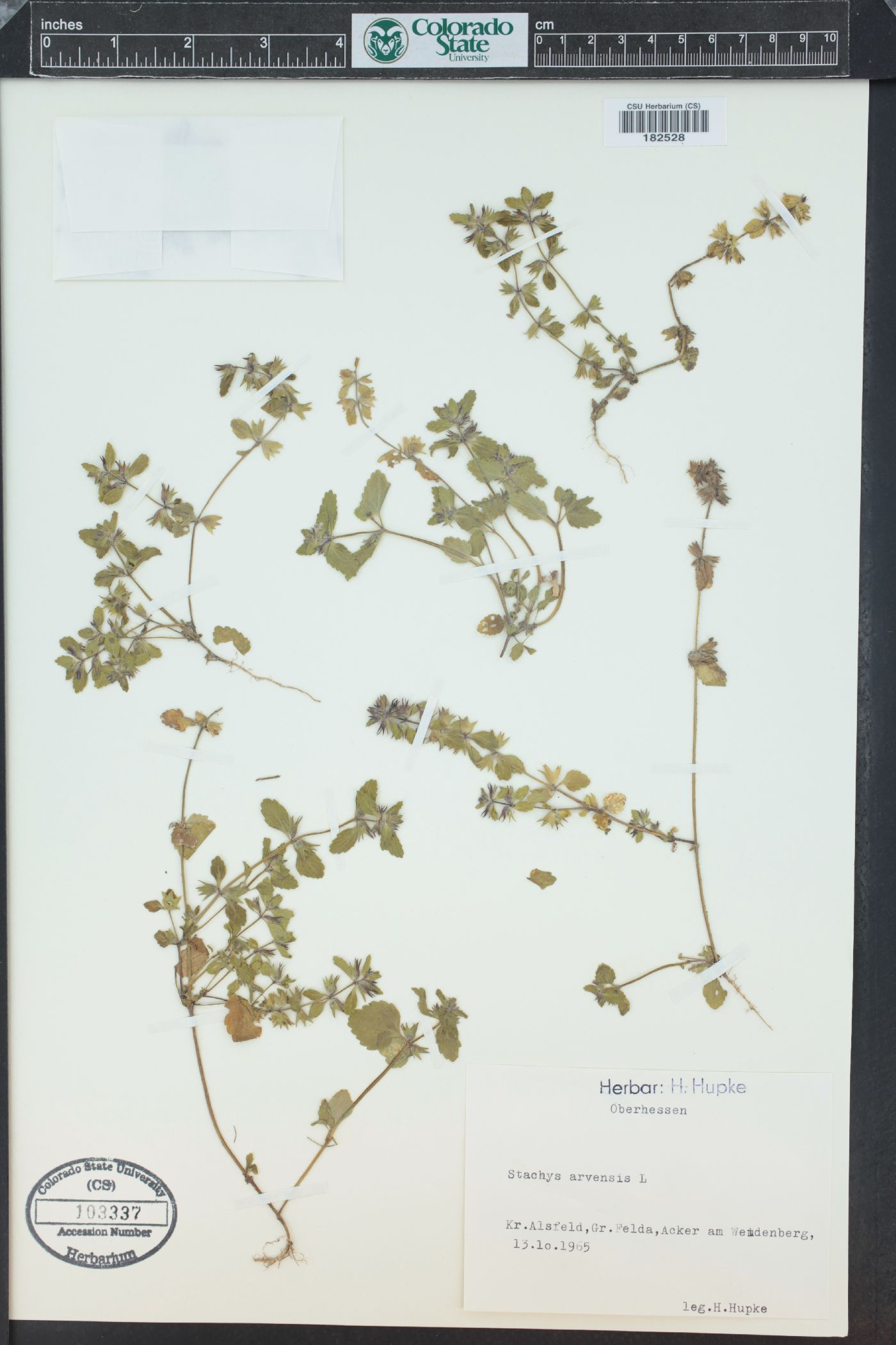 Stachys arvensis image
