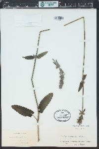 Stachys officinalis image