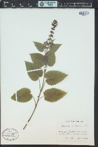 Stachys sylvatica image