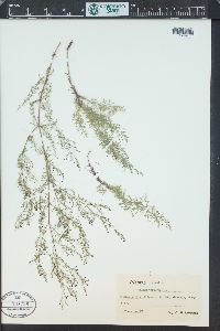 Asperula purpurea image