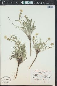 Erigeron eatonii image