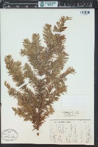 Taxus canadensis image