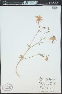 Aquilegia coerulea image