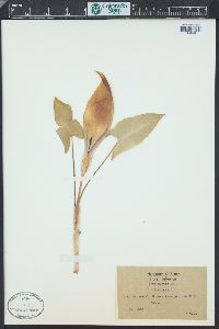 Arum maculatum image