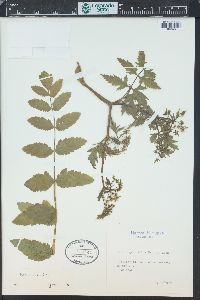 Sium angustifolium image